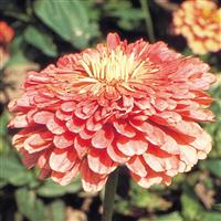 Benary's Giant Salmon Rose Zinnia