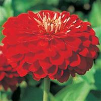 Benary's Giant Scarlet Zinnia