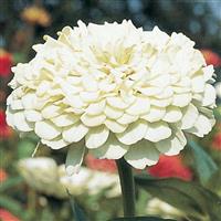 Benary's Giant White Zinnia