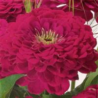 Benary's Giant Wine Zinnia