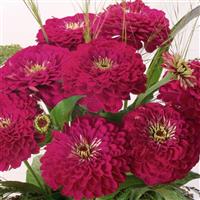 Benary's Giant Wine Zinnia