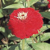 Benary's Giant Deep Red Zinnia