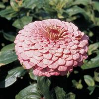 Benary's Giant Bright Pink Zinnia