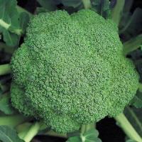 Marathon Broccoli