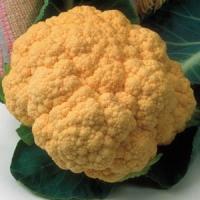 Cheddar Cauliflower
