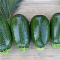 Green Griller Squash