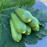Rocio Squash