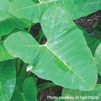 Green Dwarf Xanthosoma Atrovirens
