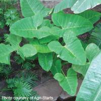 Green Dwarf Xanthosoma Atrovirens