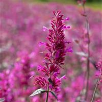 Agastache cana Zuni