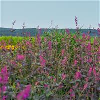 Agastache cana Zuni