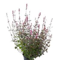 Agastache cana Zuni