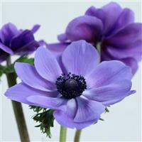 Gemstone Blue Anemone
