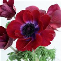 Gemstone Chocolate Anemone