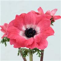 Gemstone Pink Anemone