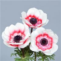 Gemstone Red Bicolor Anemone