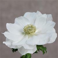 Gemstone White Anemone