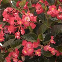 Viking Coral Flame on Bronze Begonia