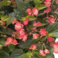 Viking Coral Flame on Green Begonia