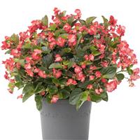 Viking Coral Flame on Green Begonia
