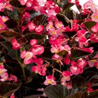 Viking Pink on Chocolate Begonia