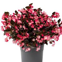 Viking Pink on Chocolate Begonia