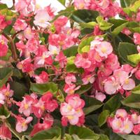 Viking Pink on Green Begonia