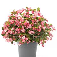 Viking Pink on Green Begonia