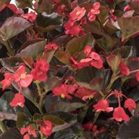 Viking Red on Bronze Begonia