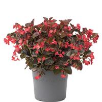 Viking Red on Bronze Begonia
