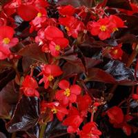 Viking Red on Chocolate Begonia