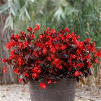 Viking Red on Chocolate Begonia