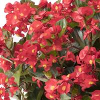 Viking Red on Green Begonia