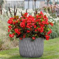 Viking Red on Green Begonia