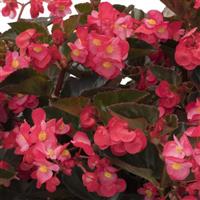 Viking Rose on Bronze Begonia