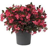 Viking Rose on Bronze Begonia