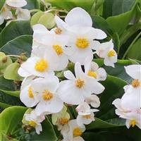Viking White on Green Begonia