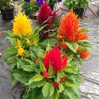 Arrabona Mix Celosia