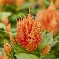 Arrabona Orange Celosia