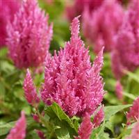 Arrabona Pink Celosia