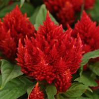 Arrabona Red Celosia