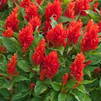 Arrabona Red Celosia