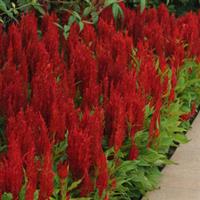 Arrabona Red Celosia