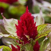Arrabona Red Bronze Leaf Celosia