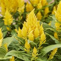 Arrabona Yellow Celosia