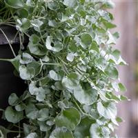 Silver Surfer ApeX Dichondra