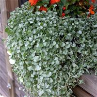 Silver Surfer ApeX Dichondra