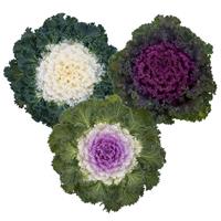 Bright and Early Mix Flowering Kale