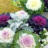 Osaka iQ Mix Flowering Kale