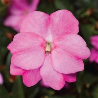 Florific Lavender New Guinea Impatiens